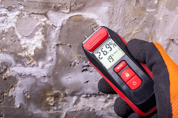 Best Black Mold Removal  in Plains, KS