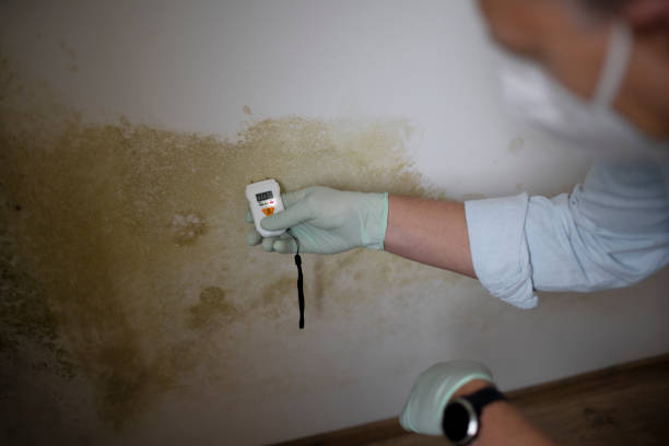 Best Mold Remediation Experts  in Plains, KS