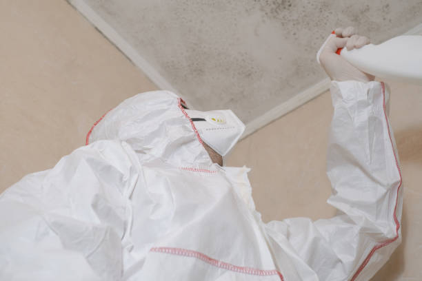 Best Same-Day Mold Removal  in Plains, KS