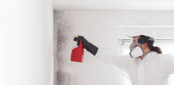 Best Local Mold Removal Service  in Plains, KS