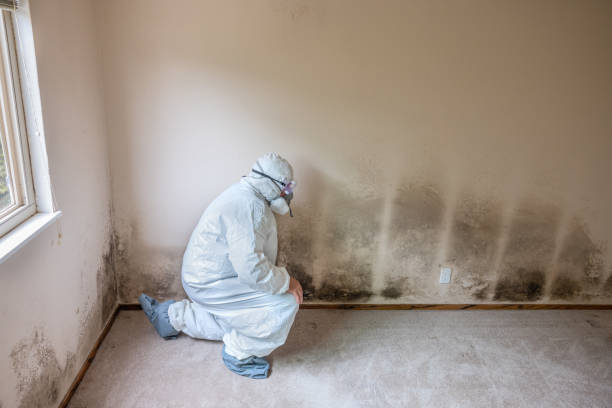 Trusted Plains, KS Mold Removal Experts