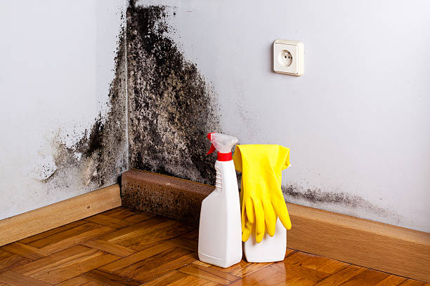 Best Fast Mold Removal  in Plains, KS