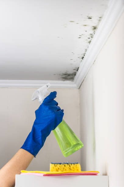 Best Crawl Space Mold Removal  in Plains, KS